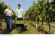 Weinbaugebiet Neusiedlersee Hügelland